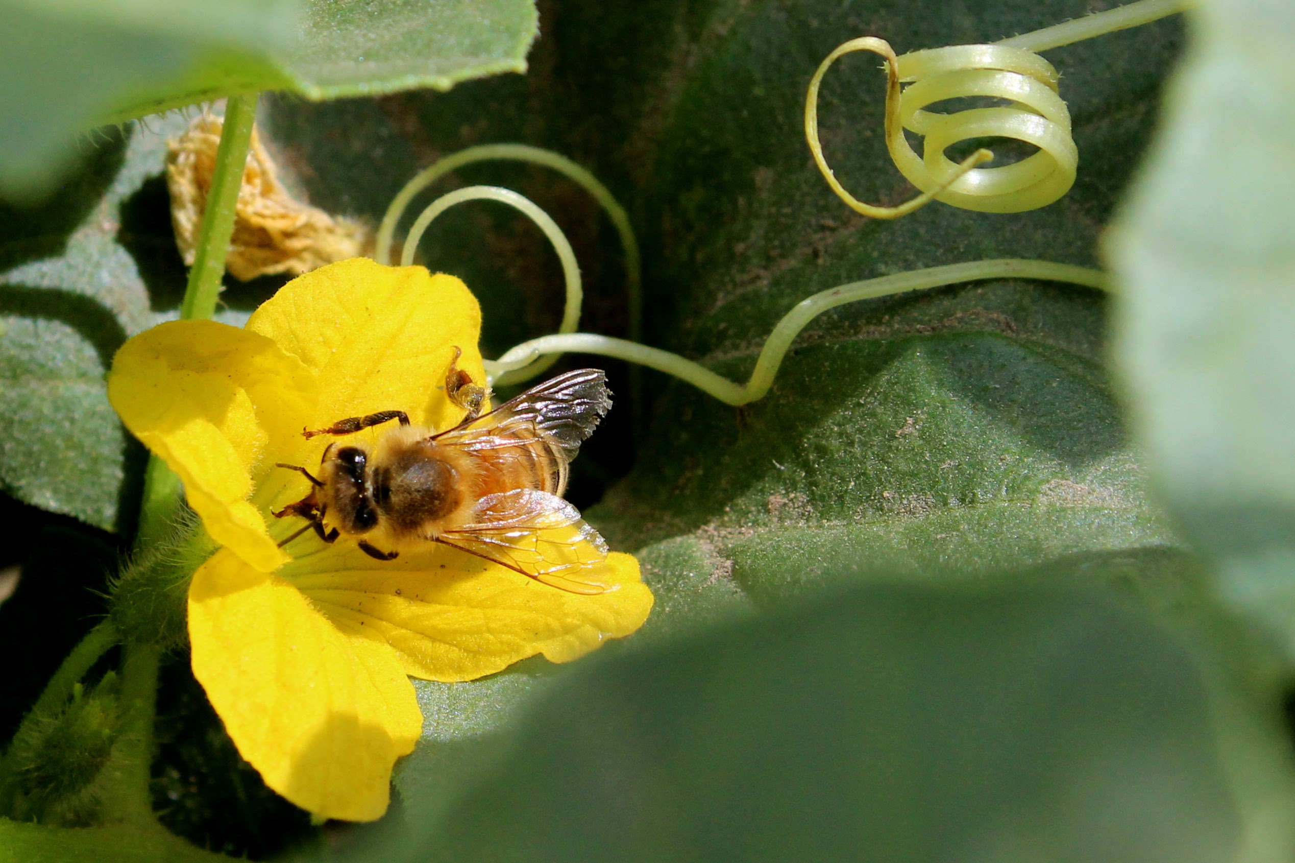 Photo of a honey bee pollinating a melon blossom